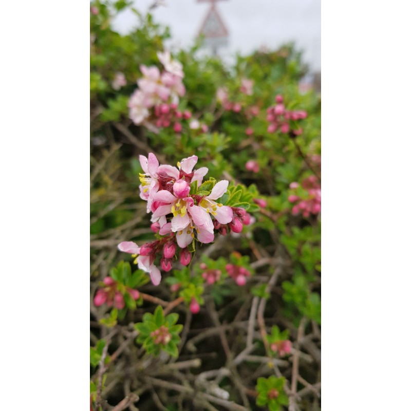 Escallonia virgata 'Apple Blossom' / Escallonia Ã  fleur de Pommier