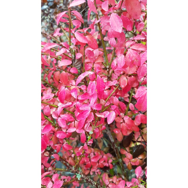 Euonymus alatus 'Compactus' / Fusain Ã  bois ailÃ© compact