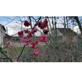 Euonymus europaeus 'Red Cascadeâ€™ / Fusain dâ€™Europe