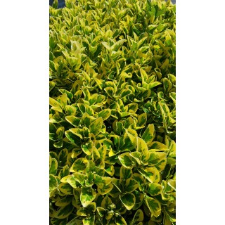 Euonymus japonicus 'Aureomarginatus' / Fusain du Japon panachÃ© jaune