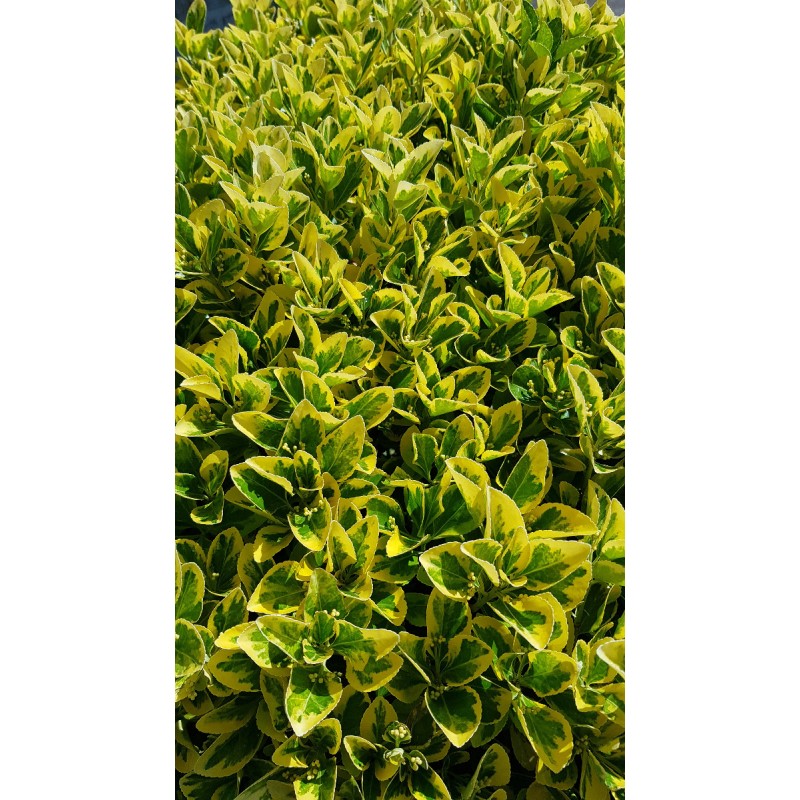 Euonymus japonicus 'Aureomarginatus' / Fusain du Japon panachÃ© jaune