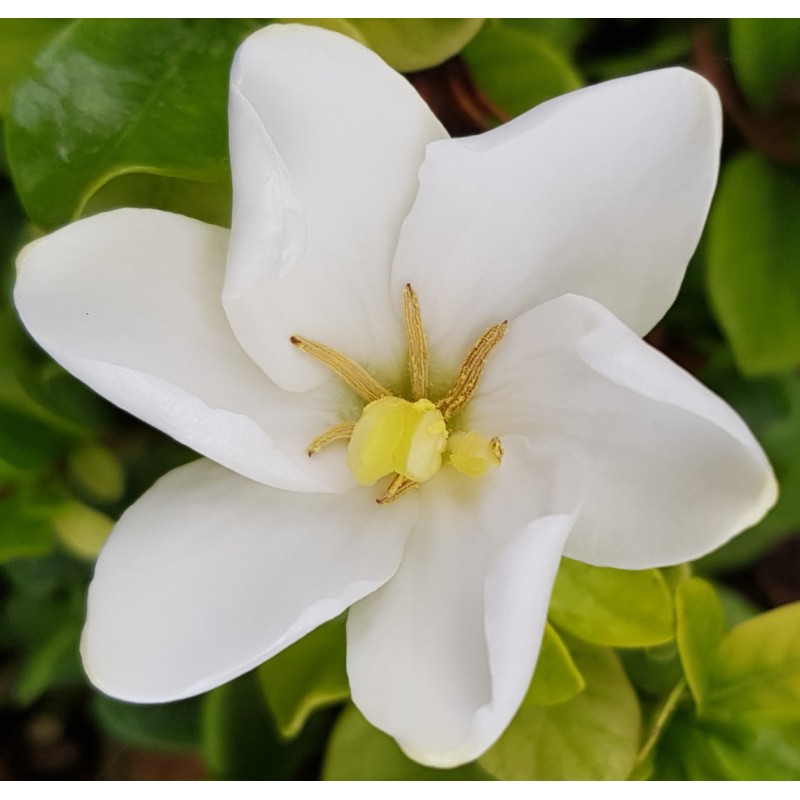 Gardenia jasminoides 'Kleim's Hardy' / GardÃ©nia rustique Ã  fleurs simples