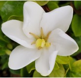 Gardenia jasminoides 'Kleim's Hardy' / GardÃ©nia rustique Ã  fleurs simples