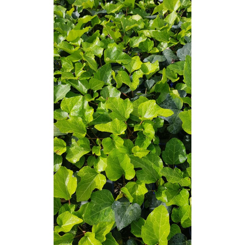 Hedera algeriensis 'Bellecour'Â® par 10/ Lierre des canaries