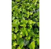 Hedera algeriensis 'Bellecour'Â® par 10/ Lierre des canaries