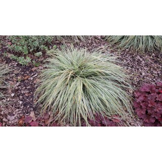 Carex oshimensis 'Everest'Â®  / LaÃ®che dâ€™Oshima EverestÂ®