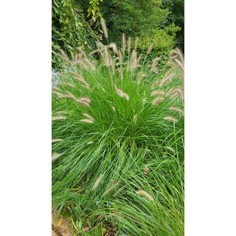 Pennisetum alopecuroides 'Compressum' / Herbe aux Ã©couvillons