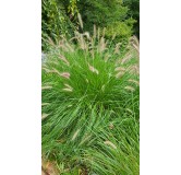 Pennisetum alopecuroides 'Compressum' / Herbe aux Ã©couvillons