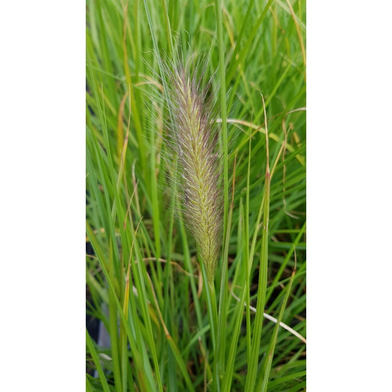 Pennisetum alopecuroides 'Hameln' / Herbe aux Ã©couvillons