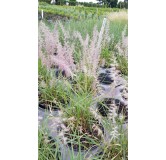 Pennisetum orientalis / Herbe aux Ã©couvillons