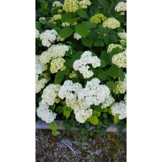 Hydrangea arborescens 'Annabelle' / Hortensia 'Annabelle'