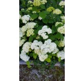 Hydrangea arborescens 'Annabelle' / Hortensia 'Annabelle'