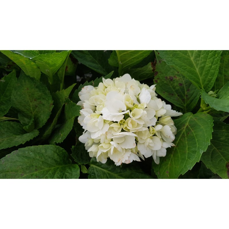 Hydrangea macrophylla 'Soeur ThÃ©rÃ¨se' / Hortensia blanc 'Soeur ThÃ©rÃ¨se'