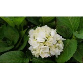 Hydrangea macrophylla 'Soeur ThÃ©rÃ¨se' / Hortensia blanc 'Soeur ThÃ©rÃ¨se'