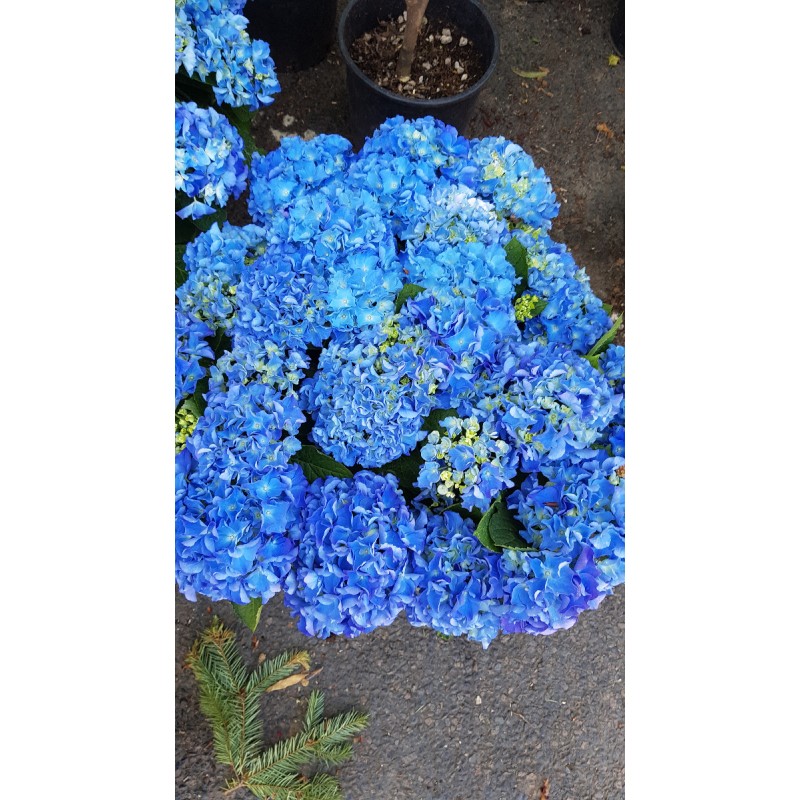 Hydrangea macrophylla 'Benelux (Bleu ou Rose)' / Hortensia 'Benelux (Bleu ou Rose)'