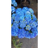 Hydrangea macrophylla 'Benelux (Bleu ou Rose)' / Hortensia 'Benelux (Bleu ou Rose)'