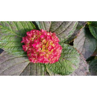 Hydrangea macrophylla 'Leuchtfeuer' / Hortensia rouge 'Leuchtfeuer'