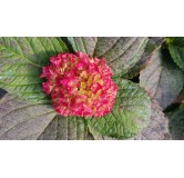 Hydrangea macrophylla 'Leuchtfeuer' / Hortensia rouge 'Leuchtfeuer'