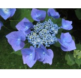 Hydrangea macrophylla 'Teller Blaumeise' / Hortensia Ã  fleurs plates bleu ou rose 'Teller Blaumeise'