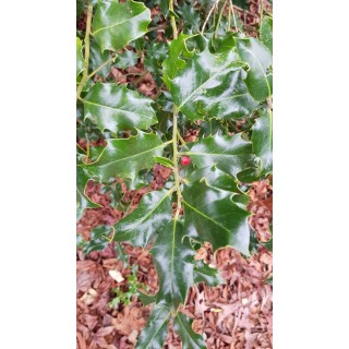 Ilex aquifolium 'Alaska' / Houx commun d'Alaska