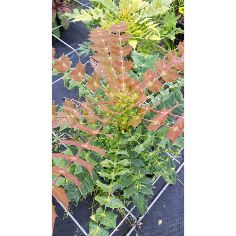 Mahonia x Media 'Winter Sun' / Mahonia hybride 'Winter Sun'