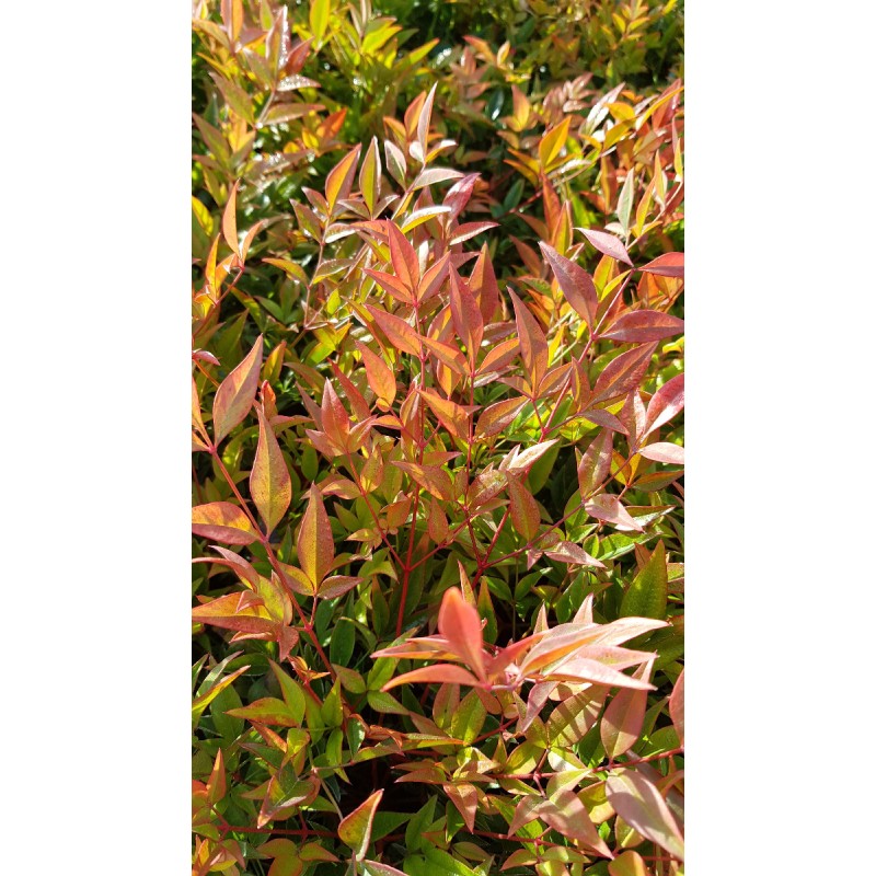 Nandina domestica 'Gulf Stream' / Bambou sacrÃ© compact