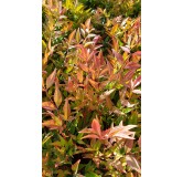 Nandina domestica 'Gulf Stream' / Bambou sacrÃ© compact