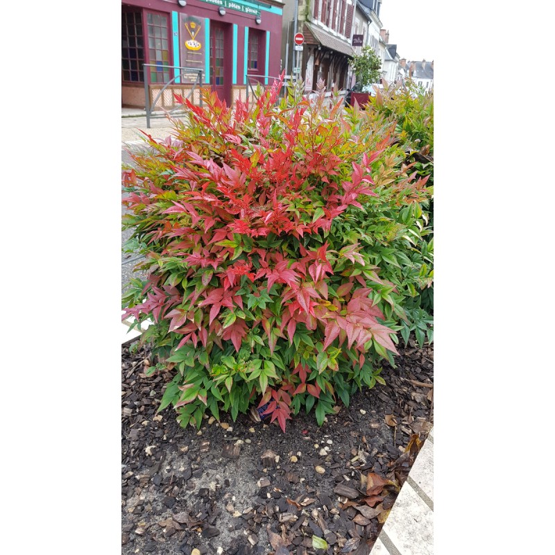 Nandina domestica OBSESSEDÂ® 'Seika' / Bambou sacrÃ© compact