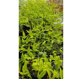 Nandina domestica 'Bright Light'Â®  / Bambou sacrÃ© jaune