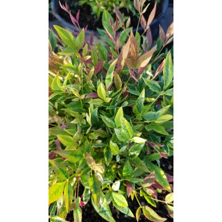 Nandina domestica RED LIGHTÂ® 'NRL2015' / Bambou sacrÃ© mouchetÃ© de blanc