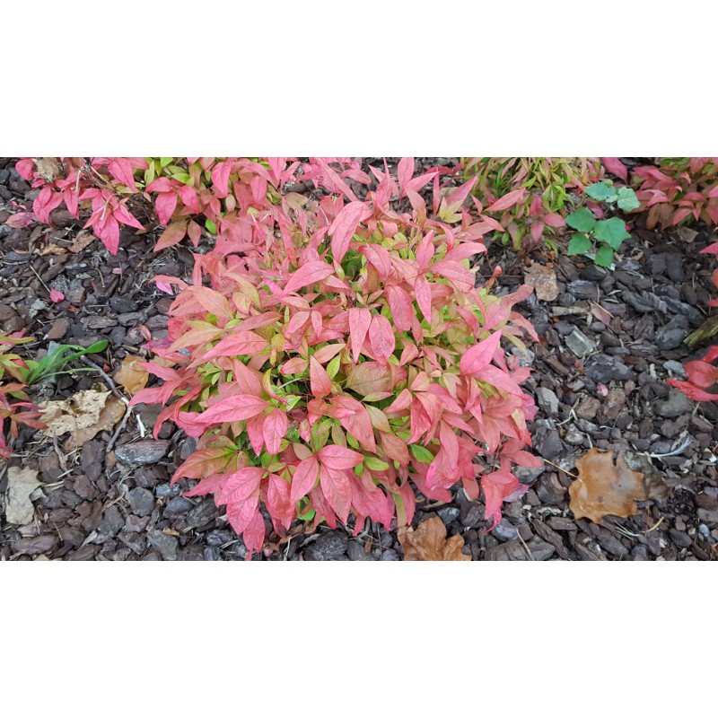 Nandina domestica BLUSH PINKÂ® 'Aka' / Bambou sacrÃ© boule