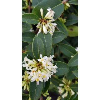 Osmanthus burkwoodi / Osmanthe de Burkwood