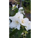 Philadelphus coronarius / Seringat des jardins Ã  fleurs simples