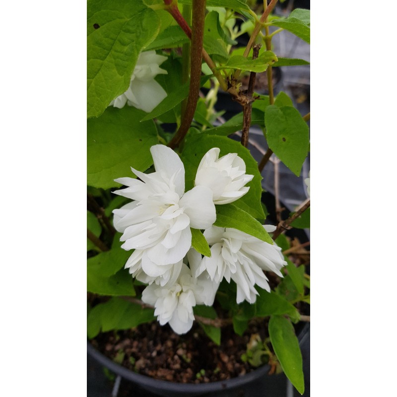 Philadelphus x virginalis 'Minnesota Snowflake' / Seringat des jardins Ã  fleurs doubles