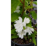 Philadelphus x virginalis 'Minnesota Snowflake' / Seringat des jardins Ã  fleurs doubles