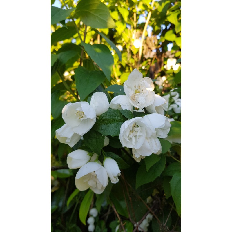 Philadelphus x virginalis 'Virginal' / Seringat des jardins Ã  fleurs semi-doubles