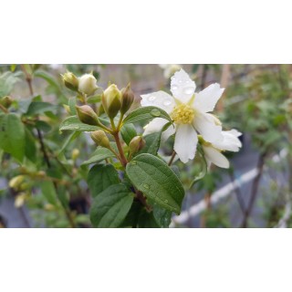 Philadelphus x 'Bouquet Blanc' / Seringat des jardins Ã  fleurs simples