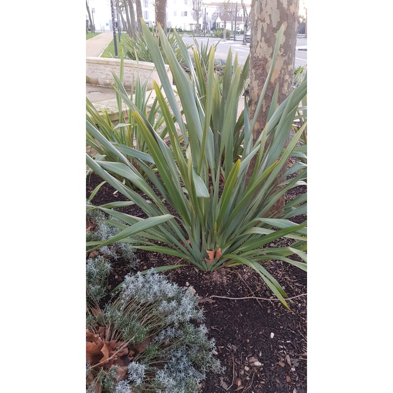 Phormium tenax / Lin de Nouvelle-ZÃ©lande