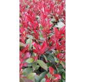 Photinia x fraseri 'CarrÃ© Rouge' / Photinia de Fraser compact 'CarrÃ© Rouge'