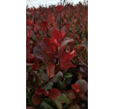 Photinia x fraseri 'Little Red Robin' / Photinia de Fraser nain 'Little Red Robin'