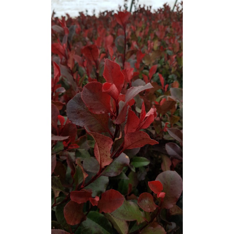 Photinia x fraseri 'Little Red Robin' / Photinia de Fraser nain 'Little Red Robin'