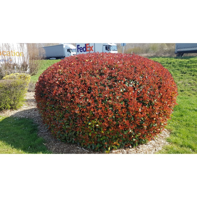 Photinia x fraseri 'Red Robin' / Photinia de Fraser 'Red Robin'