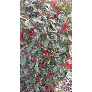 Photinia x fraseri LOUISEÂ® 'McLarlou'/ Photinia de Fraser panachÃ© LOUISEÂ® 'McLarlou'