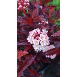 Physocarpus opulifolius DIABLE D'ORÂ® 'Mindia' / Physocarpus Ã  feuilles d'obier DIABLE D'ORÂ®