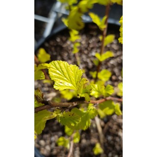 Physocarpus opulifolius 'Dart's Gold' / Physocarpus Ã  feuilles d'obier 'Dart's Gold'