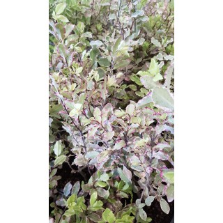 Pittosporum tenuifolium 'Elisabeth' / Pittosporum Ã  petites feuilles 'Elisabeth'