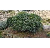 Pittosporum tobira / Pittospore du Japon