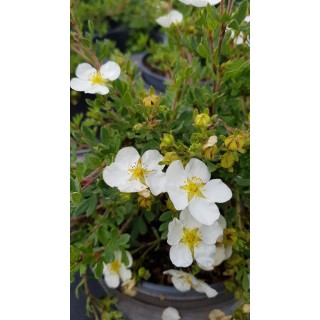 Potentilla fruticosa 'Abbotswood' / Potentille arbustive blanche