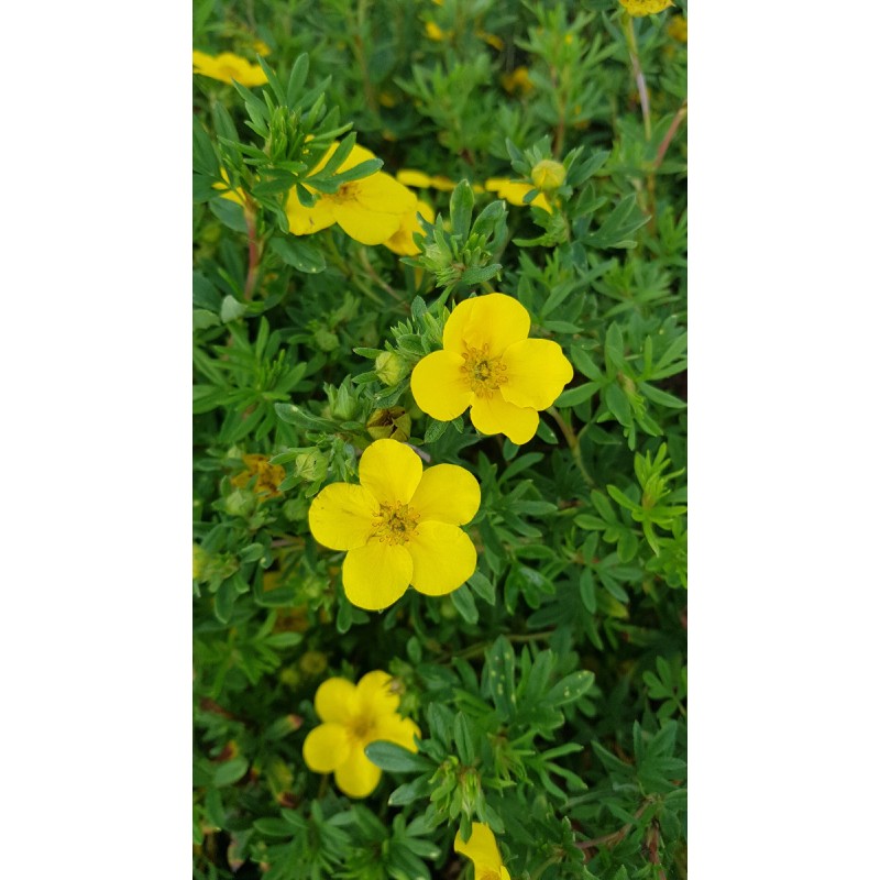 Potentilla fruticosa 'Goldfinger' / Potentille arbustive jaune