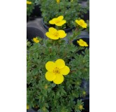 Potentilla fruticosa 'Sommerflor' / Potentille arbustive jaune clair